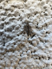 Diptera