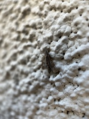 Diptera