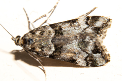 Eudonia torodes
