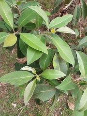 Lophostemon suaveolens