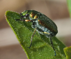 Diphucephala colaspidoides