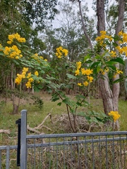Senna pendula
