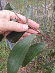 Acacia leiocalyx
