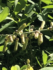 Crotalaria retusa