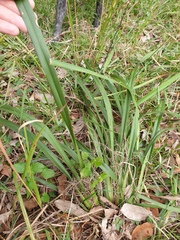 Dianella brevipedunculata