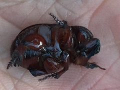 Temnorhynchus