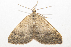 Helastia corcularia