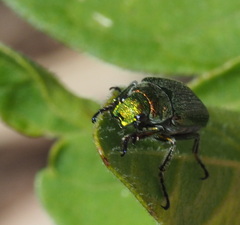 Diphucephala colaspidoides