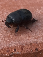 Temnorhynchus