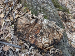 Laetiporus sulphureus