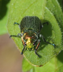 Diphucephala colaspidoides