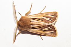 Ichneutica ceraunias