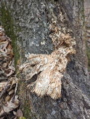 Laetiporus sulphureus