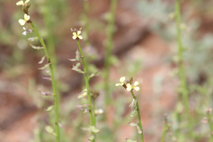 Carrichtera annua