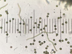 Disciseda subterranea