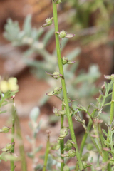 Carrichtera annua