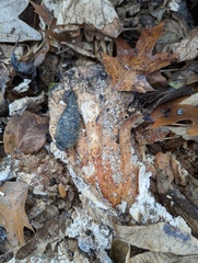 Laetiporus sulphureus