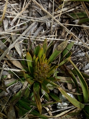 Aciphylla kirkii