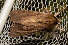 Ichneutica infensa