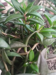 Nematanthus