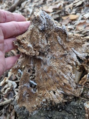 Laetiporus sulphureus
