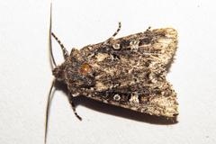 Ichneutica lithias