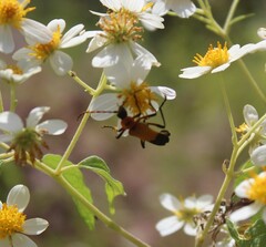Chauliognathus profundus