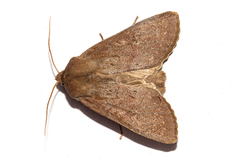 Ichneutica nullifera