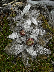 Anisotome lanuginosa