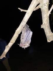 Artibeus jamaicensis