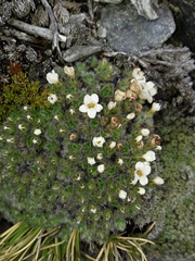 Myosotis pulvinaris
