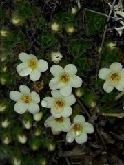 Myosotis pulvinaris