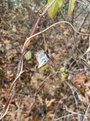 Asclepiadeae