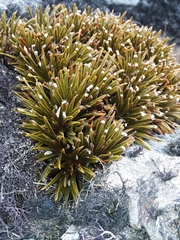 Aciphylla simplex