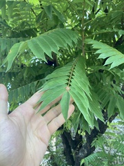 Averrhoa bilimbi