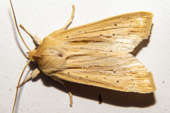Ichneutica semivittata