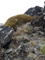 Aciphylla simplex