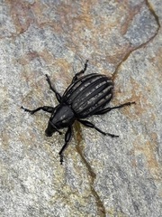 Lyperobius hudsoni