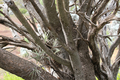 Alectryon oleifolius