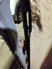 Polypedates maculatus