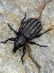 Lyperobius hudsoni