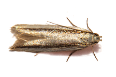 Kiwaia monophragma
