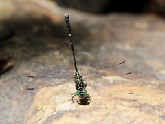 Hemigomphus theischingeri