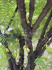 Averrhoa bilimbi