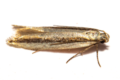 Kiwaia monophragma