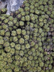 Hectorella caespitosa