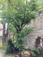 Averrhoa bilimbi