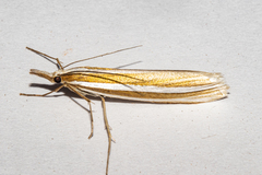 Orocrambus