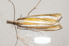 Orocrambus