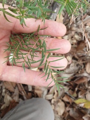 Melaleuca linariifolia